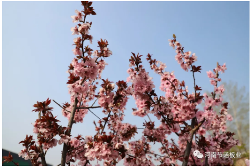 春暖花开，满枝头